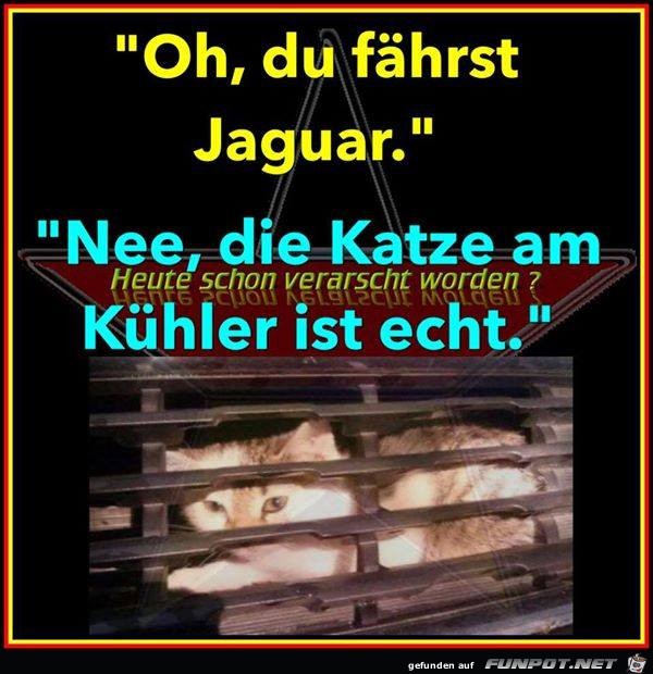 Jaguar-Fahrer Jaguar-Fahrer