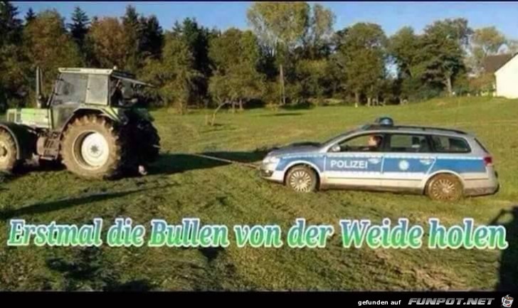 Bullen von der Weide Bullen von der Weide