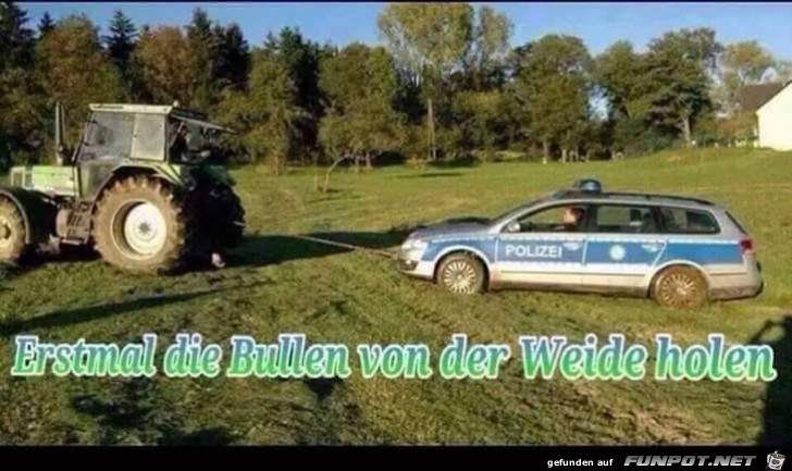 Bullen von der Weide