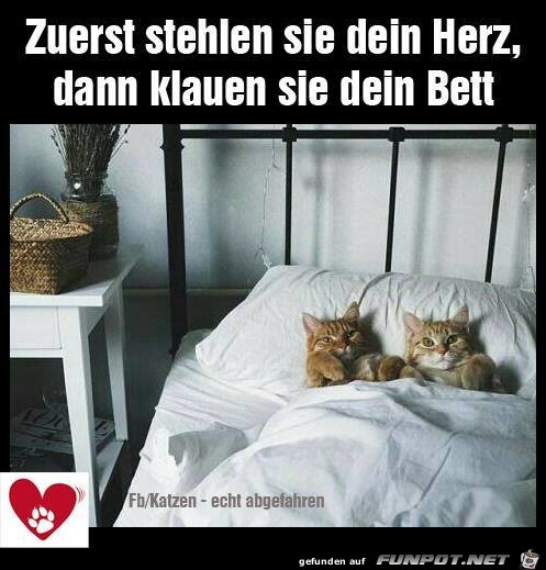 Zuerst stehlen sie dein Herz Zuerst stehlen sie dein Herz