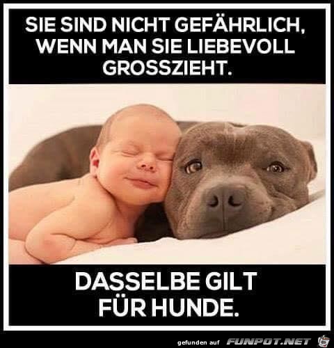 sie sind nicht gefährlich sie sind nicht gefährlich