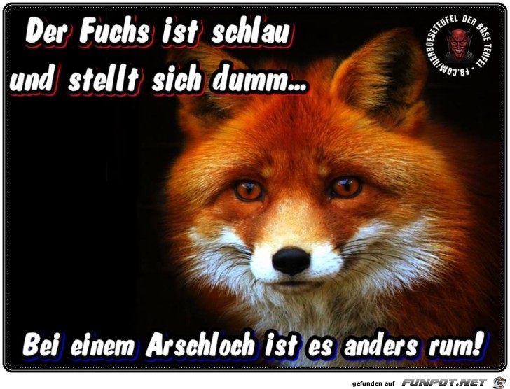 Der Fuchs ist schlau