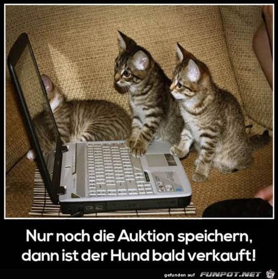 nur noch sichern......