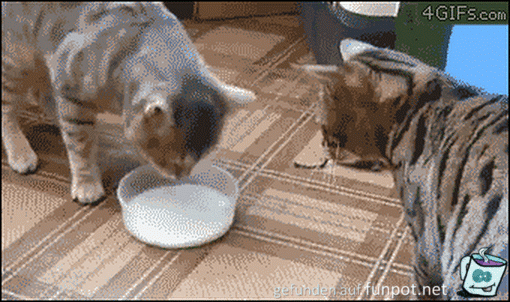 Meine Milch Meine Milch