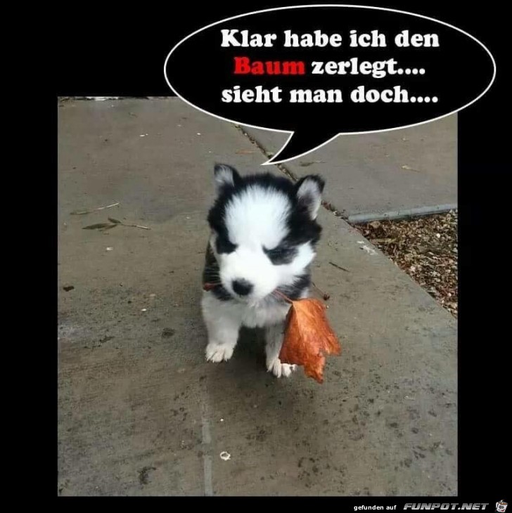 Baum zerlegt Baum zerlegt