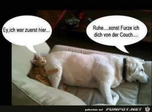 Schnauze Schnauze