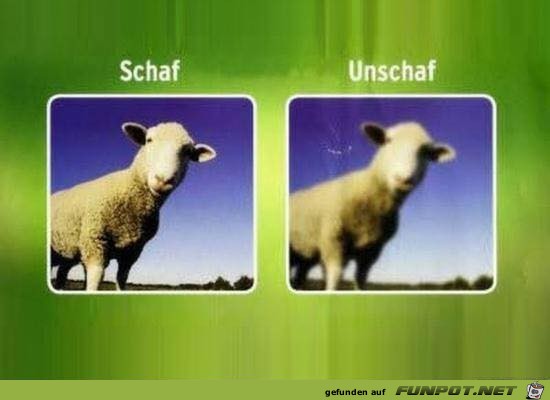 Wer erkennt den Unterschied Wer erkennt den Unterschied
