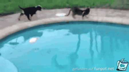 Hund stupst Katze Hund stupst Katze