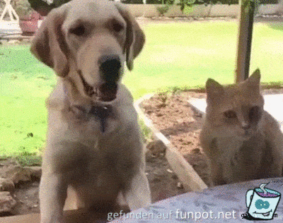 Hund-Katze-Kampf