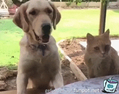 Hund-Katze-Kampf Hund-Katze-Kampf