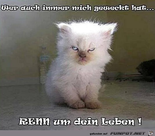 Renn Renn