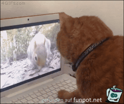 Katzen-Fernseher