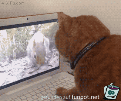 Katzen-Fernseher Katzen-Fernseher