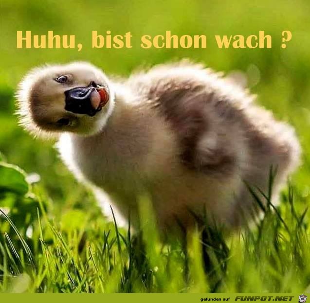 Bist schon wach