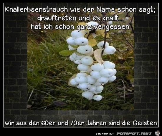 Knallerbsenstrauch......