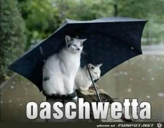 oashwetta oashwetta