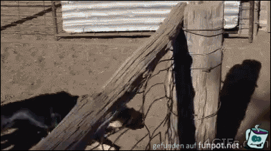 Schäferhund hat seinen eigenen Weg Schäferhund hat seinen eigenen Weg