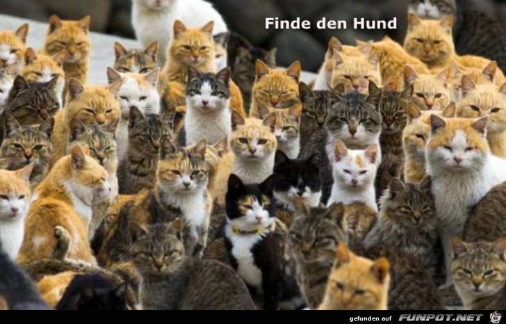 Hund Hund