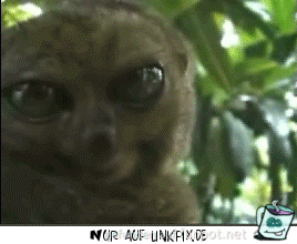 Grosse Augen Grosse Augen