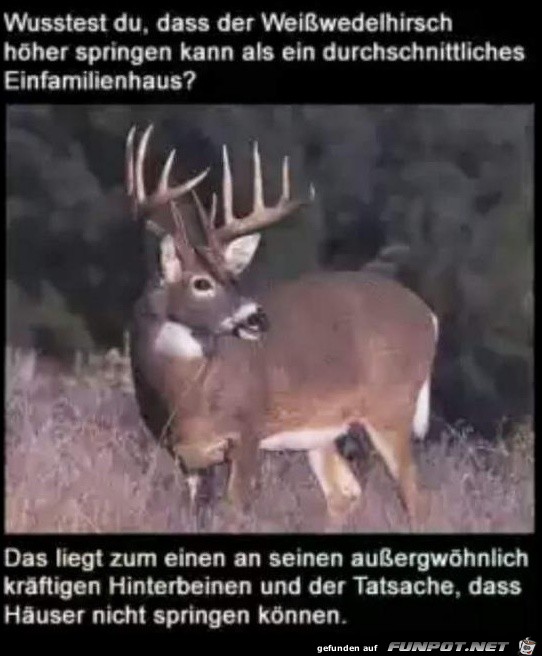 Hirsch