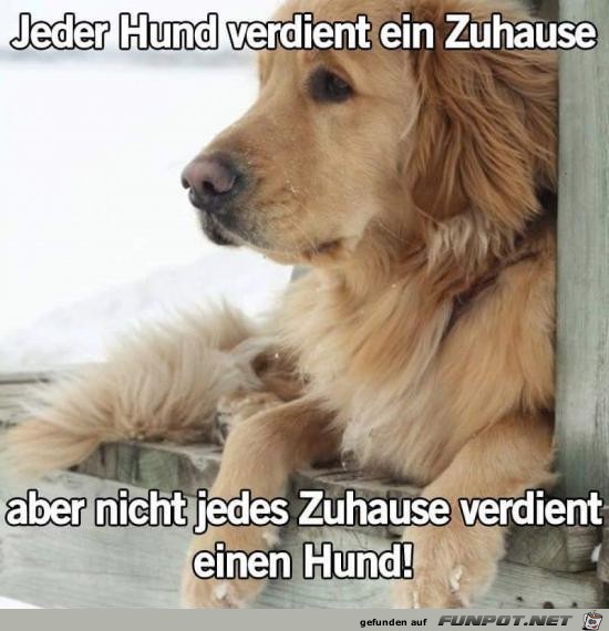 jeder Hund verdient ein Zuhause......