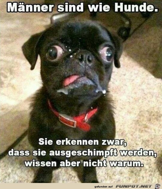 Männer sind... Männer sind...