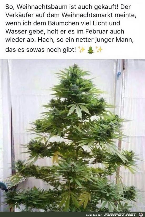 Weihnachtsbaum ist auch gekauft.......