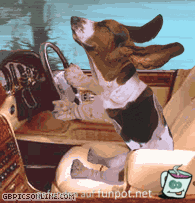 Hund am Steuer Hund am Steuer