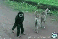 frecher Affe frecher Affe