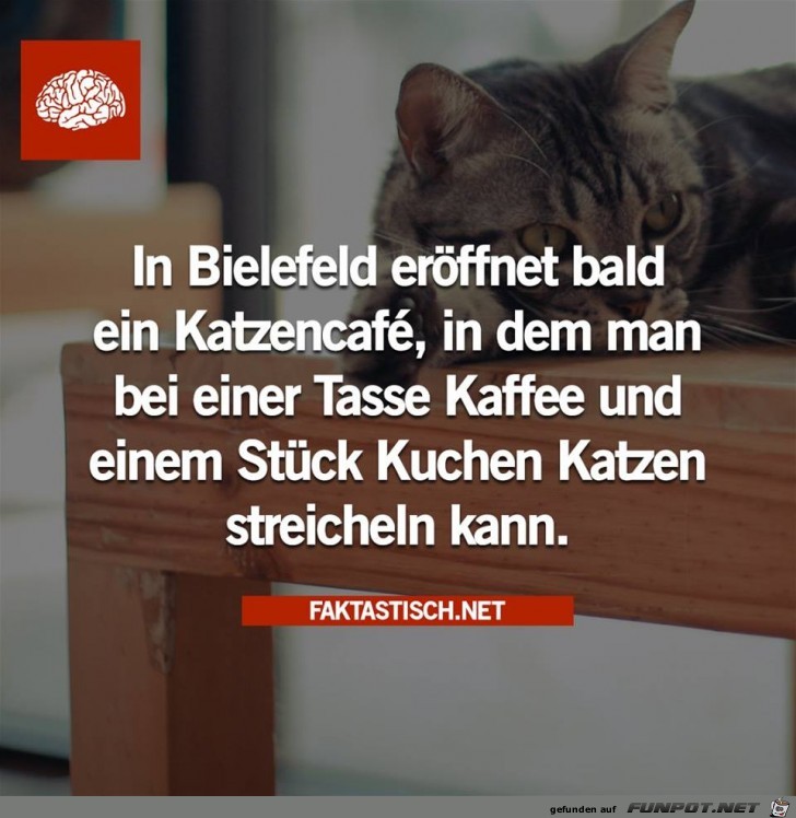 Eroeffnet bald ein Katzencafe