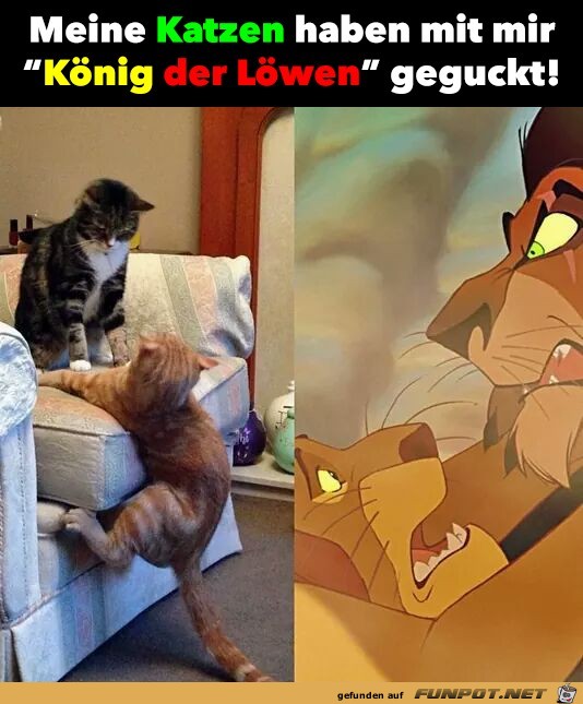 Meine Katzen