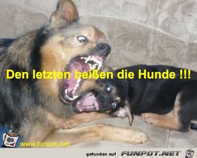 HUNDE