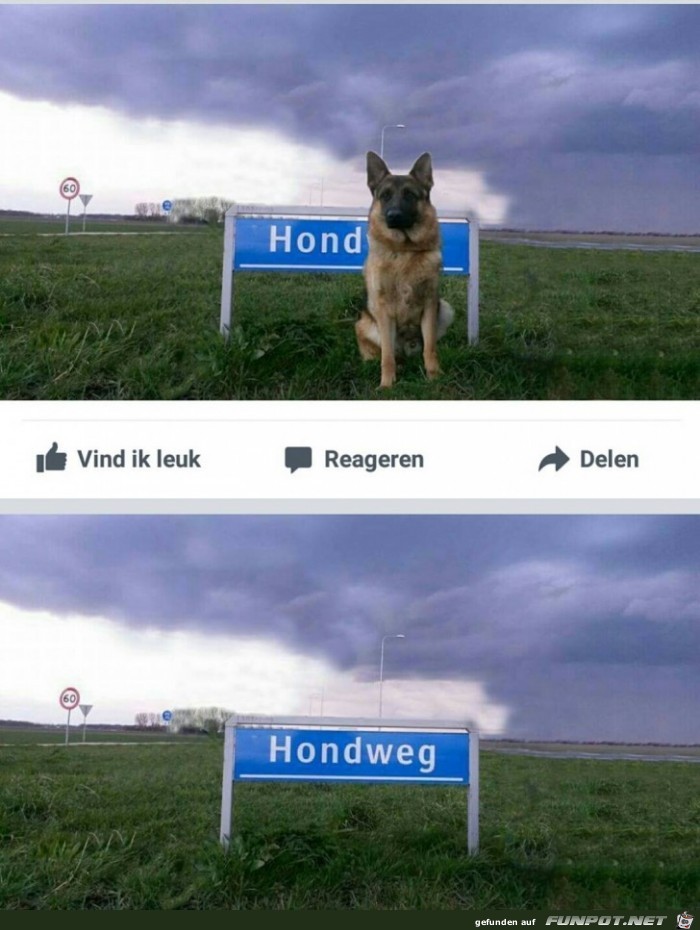 Hund weg