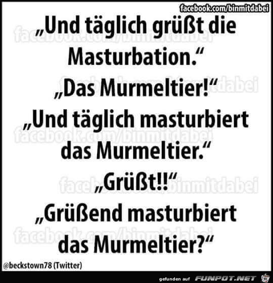 Murmeltier Murmeltier