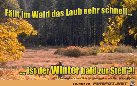 fllt im Wald das Laub sehr schnell......