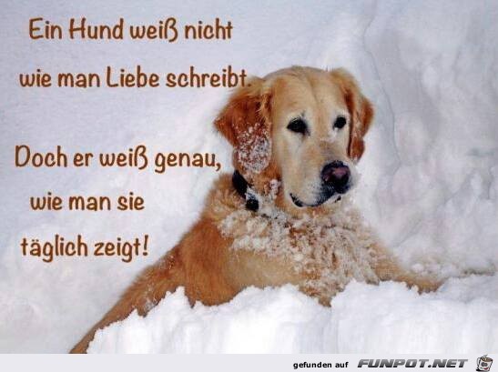 Ein Hund weiss nie