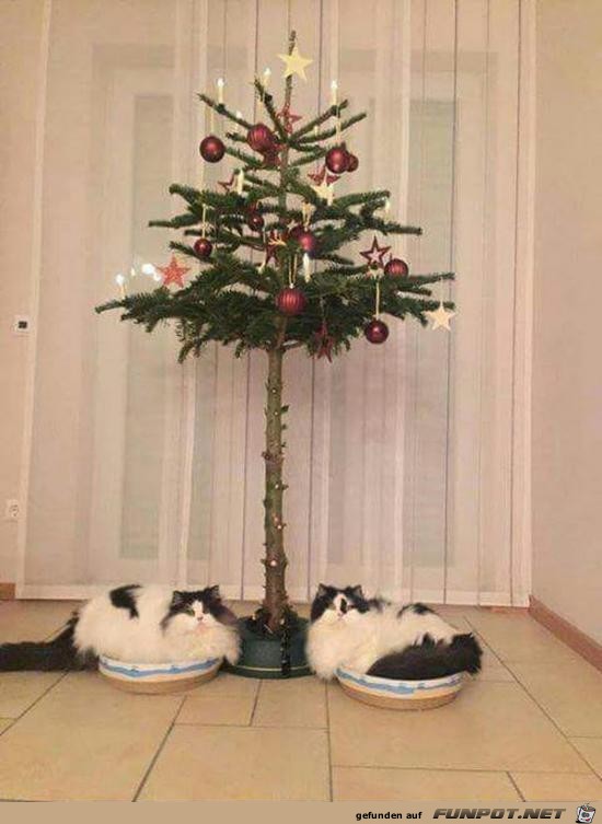 Klasse Baum Klasse Baum