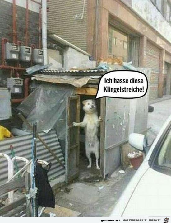 Ich hasse das Ich hasse das