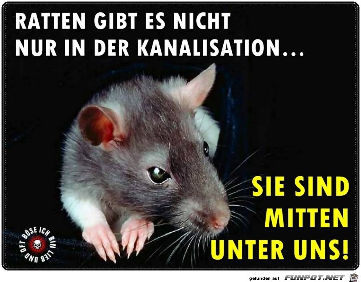 Ratten gibt es nicht