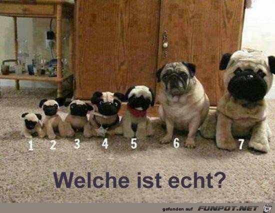 Einer ist echt Einer ist echt