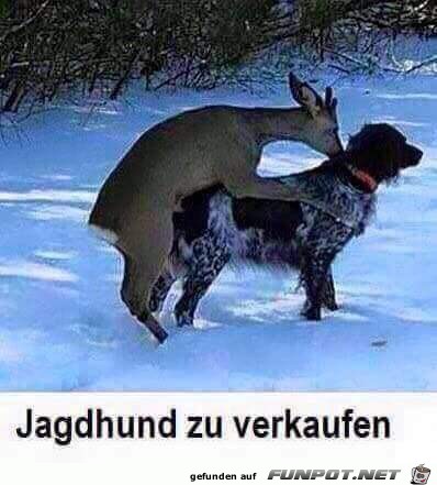 Jagdhund zu verkaufen