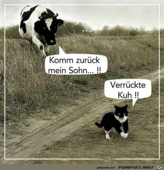 verrckte Kuh....