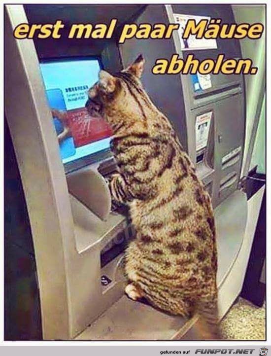 Paar Maeuse abholen Paar Maeuse abholen