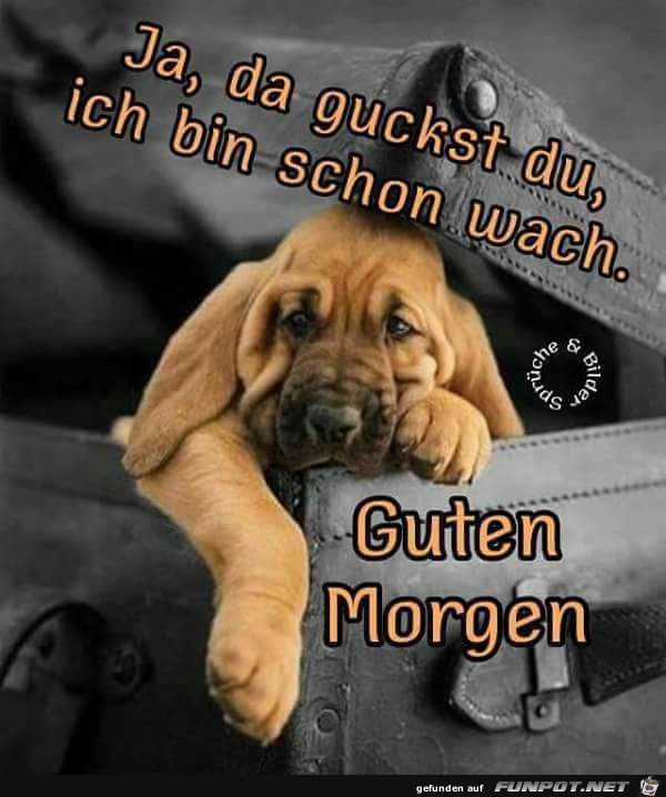 Da guckst du