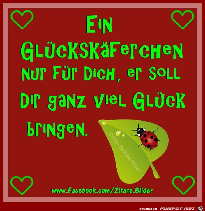 Glückskäferchen Glückskäferchen