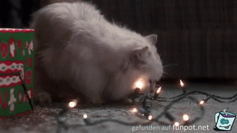 freche Katze