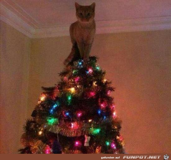 Katze anstatt Stern Katze anstatt Stern