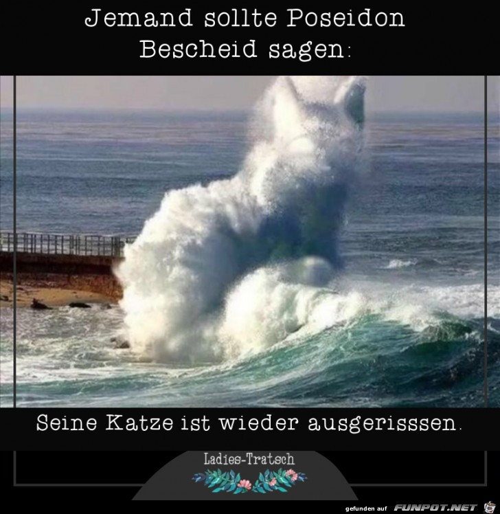 Katze ist ausgerissen Katze ist ausgerissen
