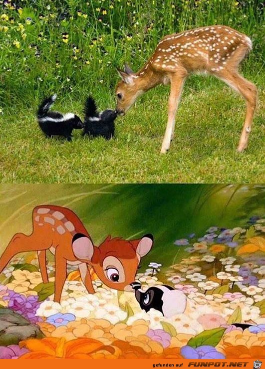 Disney-Bilder im wahren Leben 5 Disney-Bilder im wahren Leben 5