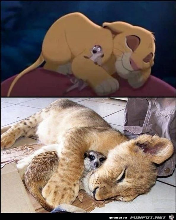 Disney-Bilder im wahren Leben 7 Disney-Bilder im wahren Leben 7